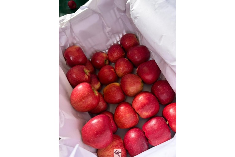 صادرات میوه و تره بار کعبی در تهران