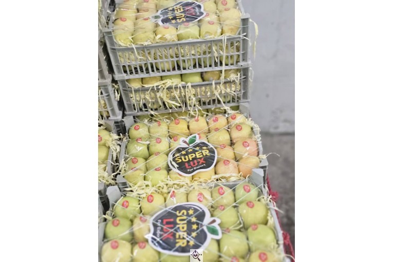 صادرات میوه و تره بار کعبی در تهران