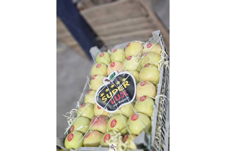 صادرات میوه و تره بار کعبی در تهران