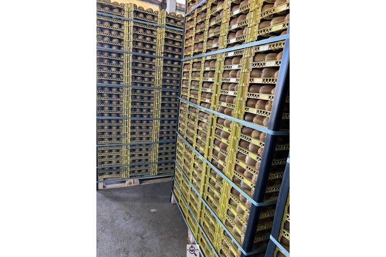 صادرات میوه و تره بار کعبی در تهران