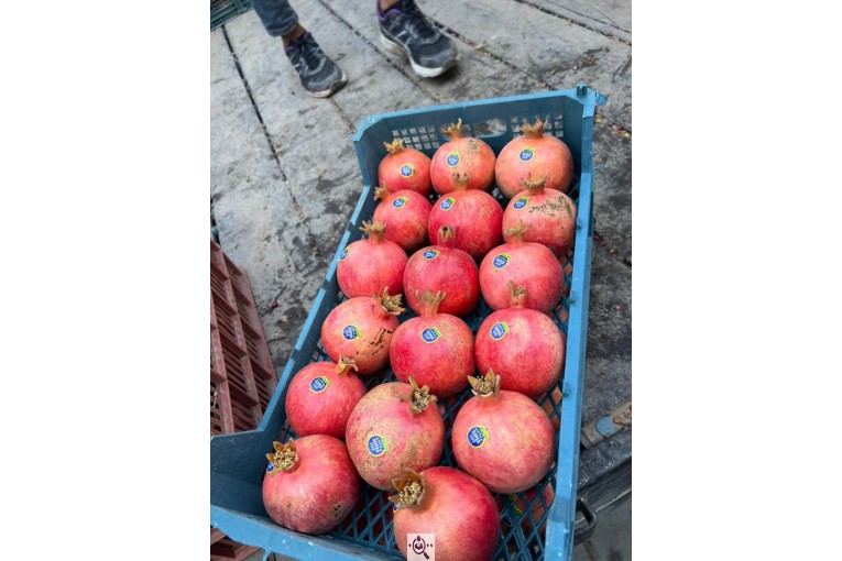 صادرات میوه و تره بار کعبی در تهران