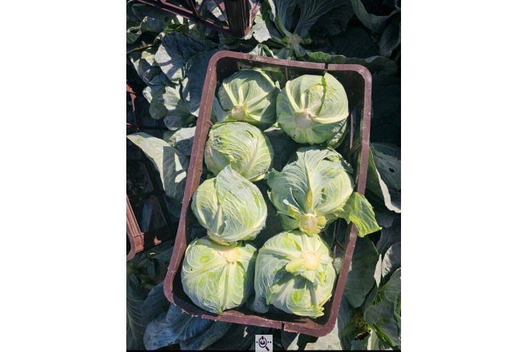 صادرات میوه و تره بار کعبی در تهران