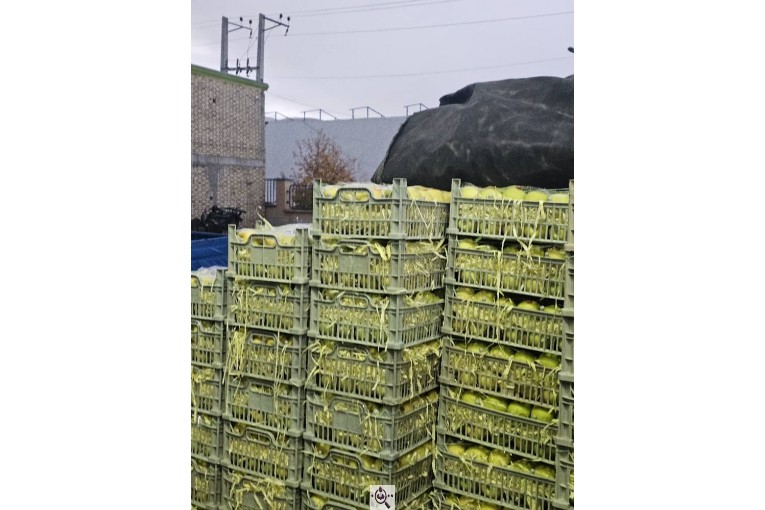 صادرات میوه و تره بار کعبی در تهران