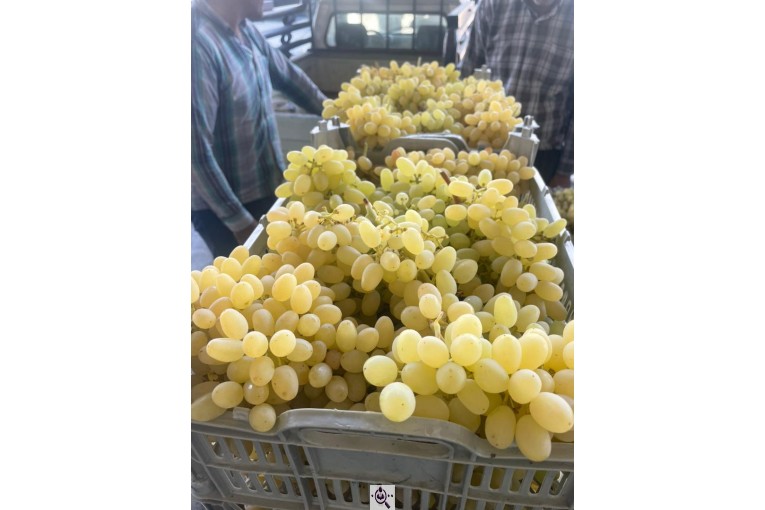 صادرات میوه و تره بار کعبی در تهران