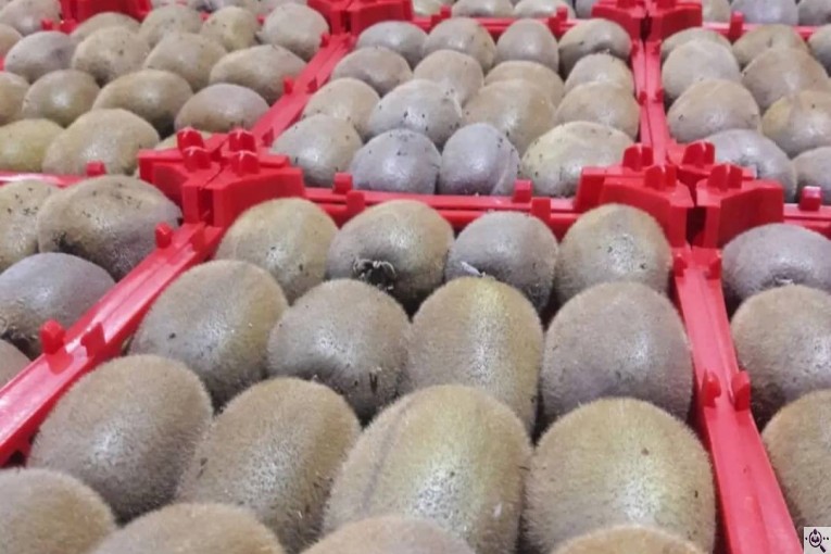 صادرات میوه و تره بار کعبی در تهران