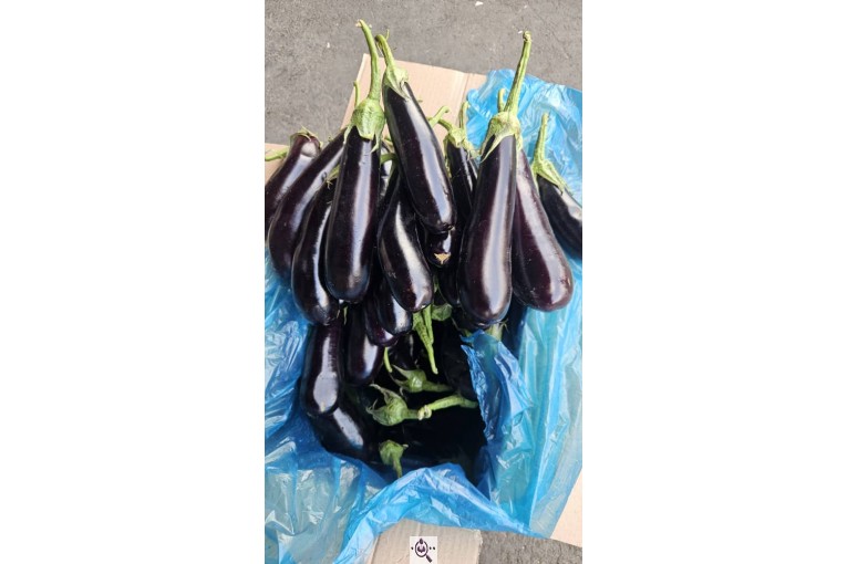 صادرات میوه و تره بار کعبی در تهران