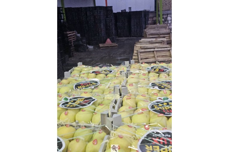 صادرات میوه و تره بار کعبی در تهران