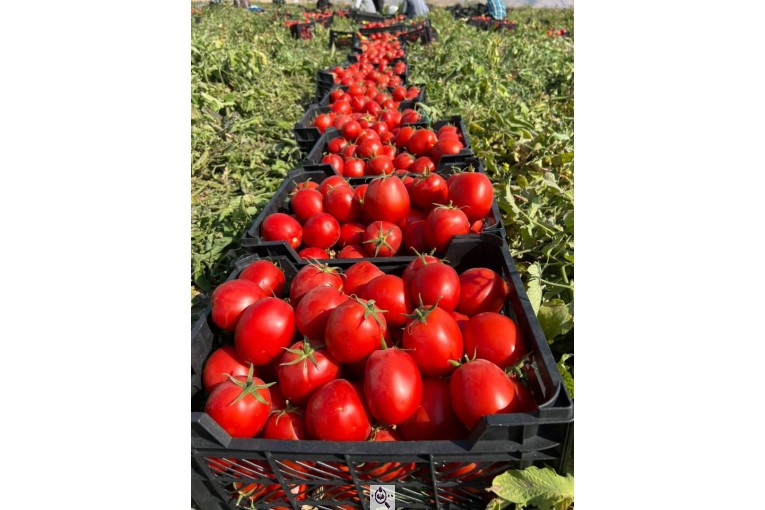 صادرات میوه و تره بار کعبی در تهران