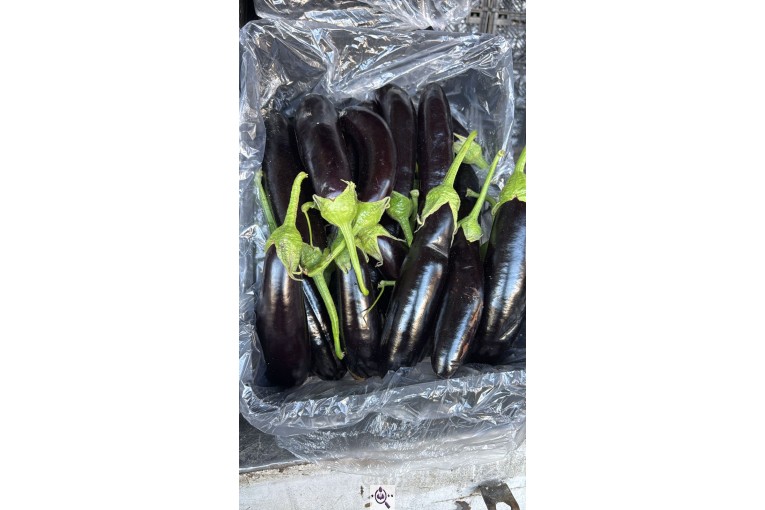 صادرات میوه و تره بار کعبی در تهران