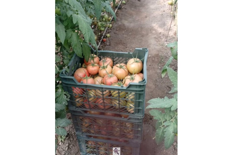 صادرات محصولات کشاورزی ابریشمی فارس در شیراز