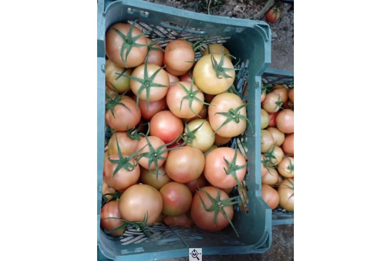 صادرات محصولات کشاورزی ابریشمی فارس در شیراز