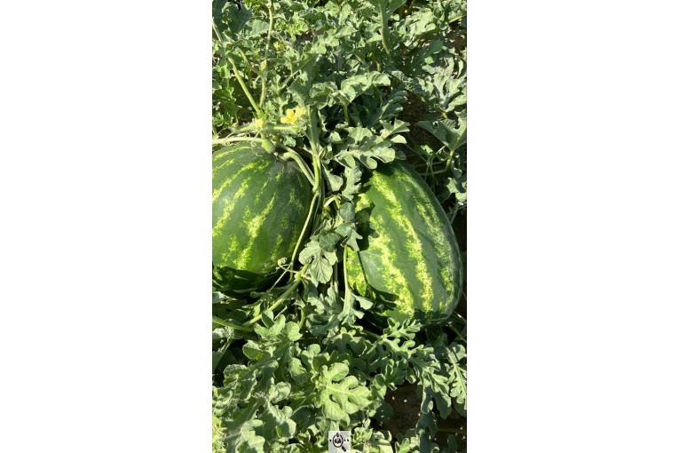 فروش هندوانه بیضی بی32 صادراتی و هندوانه گرد بارکا میکادو در سراسر کشور