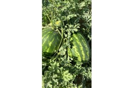 فروش هندوانه بیضی بی32 صادراتی و هندوانه گرد بارکا میکادو در سراسر کشور