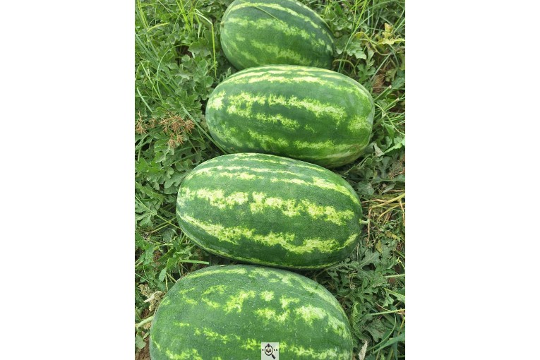 فروش هندوانه بیضی بی32 صادراتی و هندوانه گرد بارکا میکادو در سراسر کشور