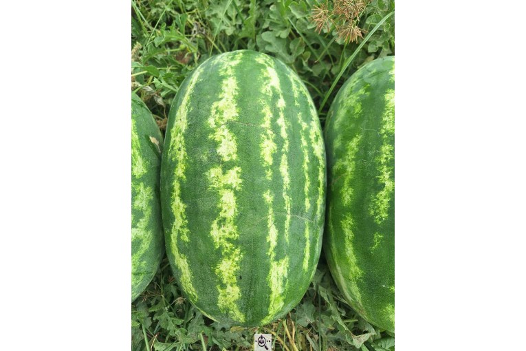 فروش هندوانه بیضی بی32 صادراتی و هندوانه گرد بارکا میکادو در سراسر کشور