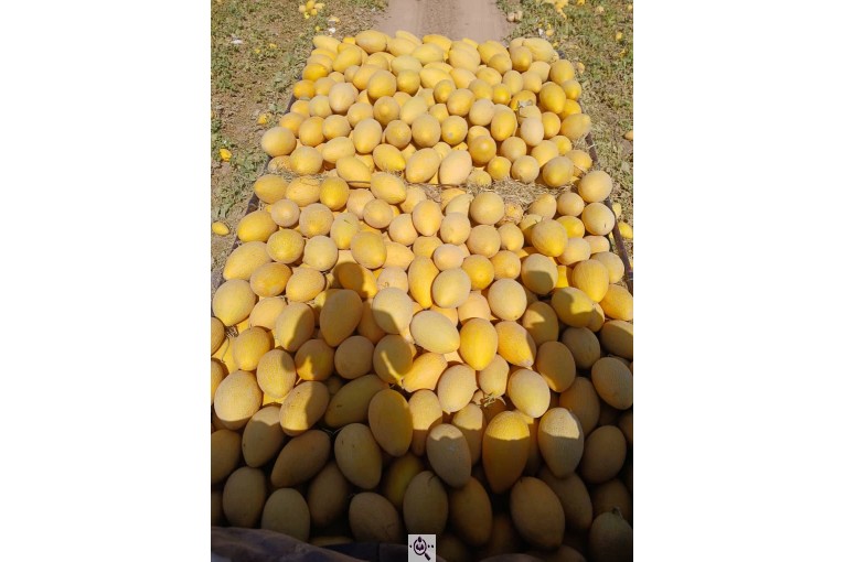 فروش هندوانه بیضی بی32 صادراتی و هندوانه گرد بارکا میکادو در سراسر کشور