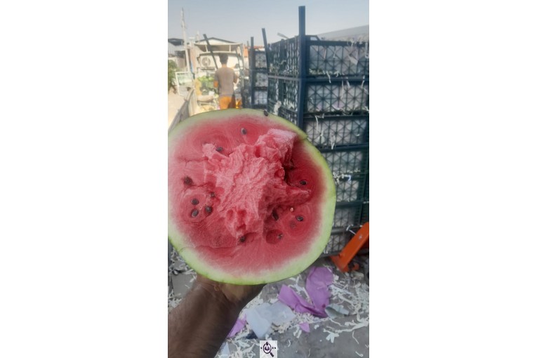 فروش هندوانه بیضی بی32 صادراتی و هندوانه گرد بارکا میکادو در سراسر کشور