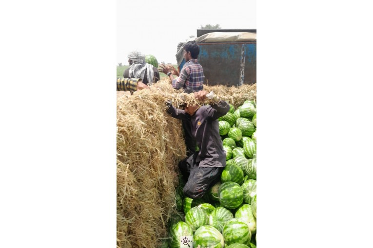 فروش هندوانه بیضی بی32 صادراتی و هندوانه گرد بارکا میکادو در سراسر کشور