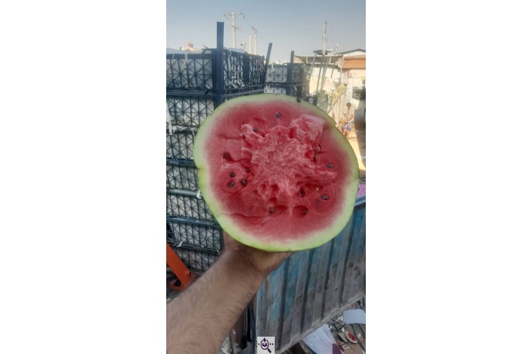 فروش هندوانه بیضی بی32 صادراتی و هندوانه گرد بارکا میکادو در سراسر کشور