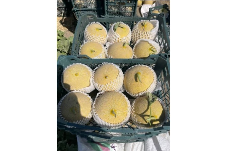 فروش هندوانه بیضی بی32 صادراتی و هندوانه گرد بارکا میکادو در سراسر کشور