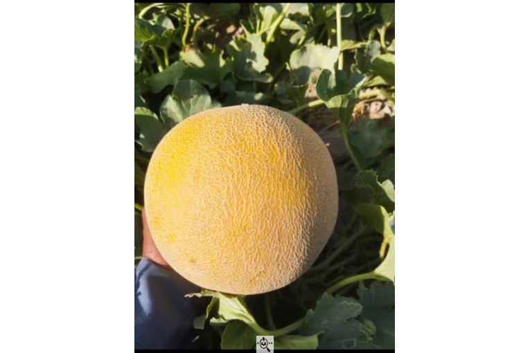 فروش هندوانه بیضی بی32 صادراتی و هندوانه گرد بارکا میکادو در سراسر کشور