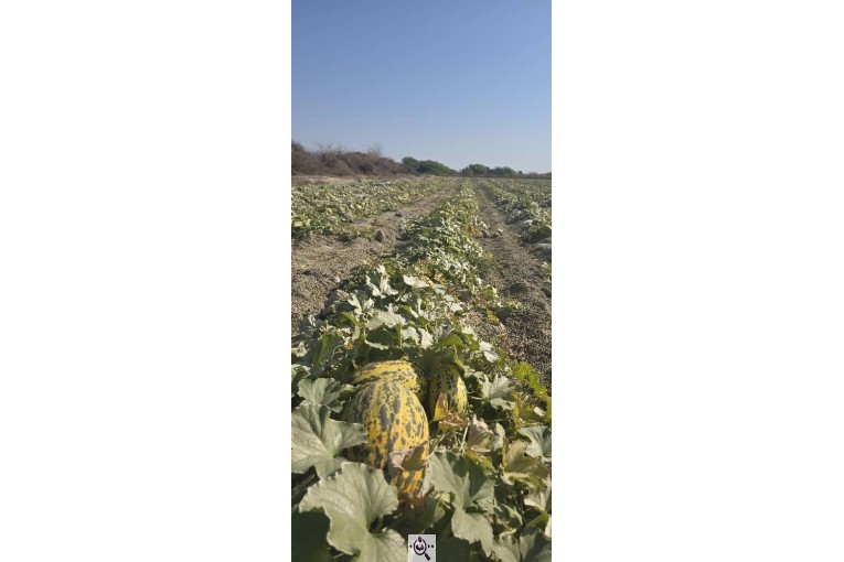 فروش هندوانه بیضی بی32 صادراتی و هندوانه گرد بارکا میکادو در سراسر کشور