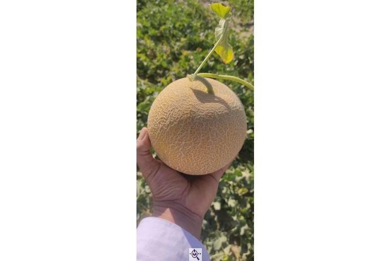 فروش هندوانه بیضی بی32 صادراتی و هندوانه گرد بارکا میکادو در سراسر کشور