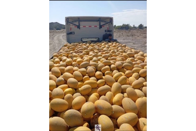 فروش هندوانه بیضی بی32 صادراتی و هندوانه گرد بارکا میکادو در سراسر کشور