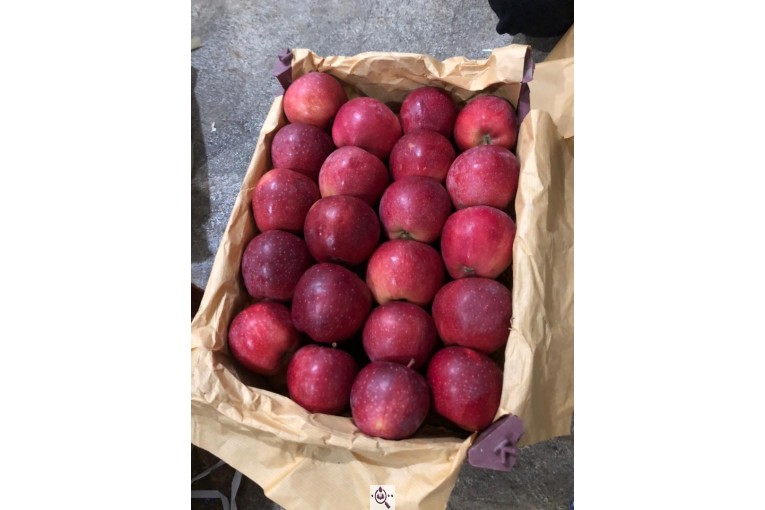 صادرات سیب و میوه تره بار در مهاباد