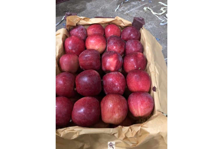 صادرات سیب و میوه تره بار در مهاباد