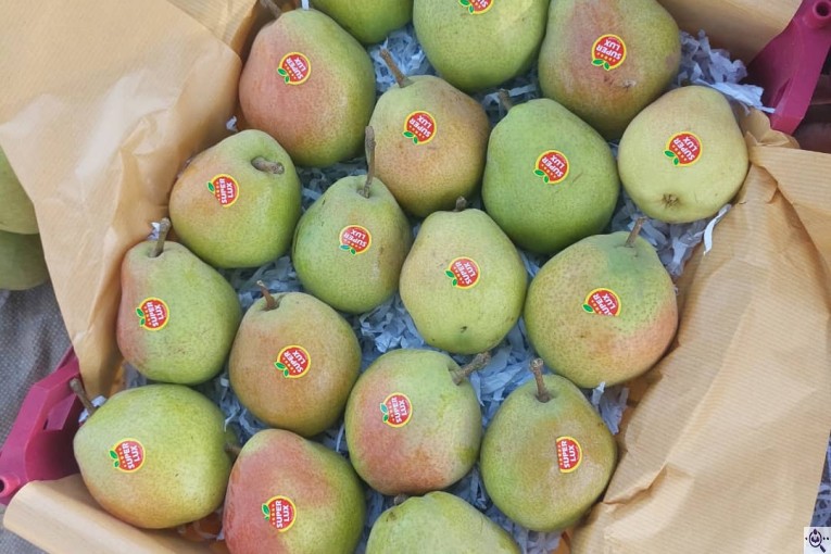 صادرات سیب و میوه تره بار در مهاباد