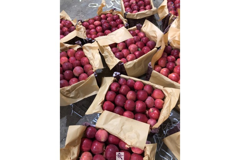 صادرات سیب و میوه تره بار در مهاباد