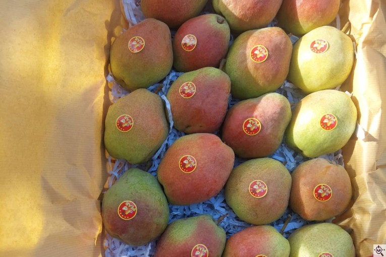 صادرات سیب و میوه تره بار در مهاباد