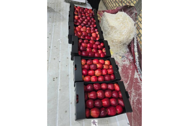 صادرات سیب و میوه تره بار در مهاباد