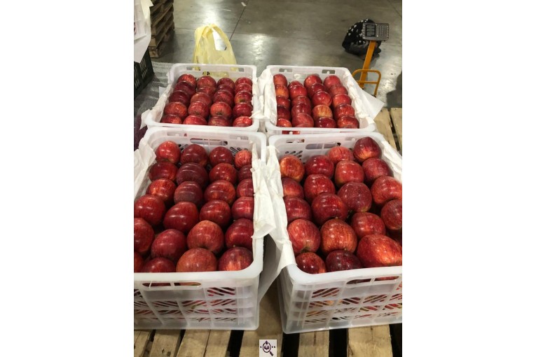 صادرات سیب و میوه تره بار در مهاباد