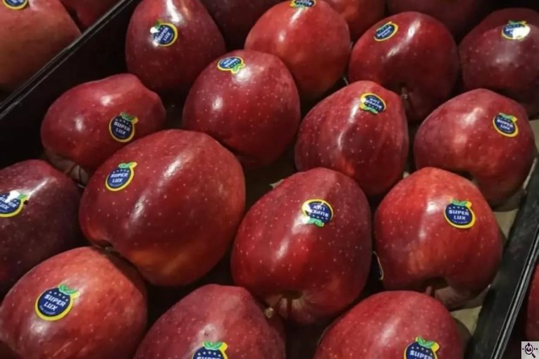 صادرات سیب و میوه تره بار در مهاباد