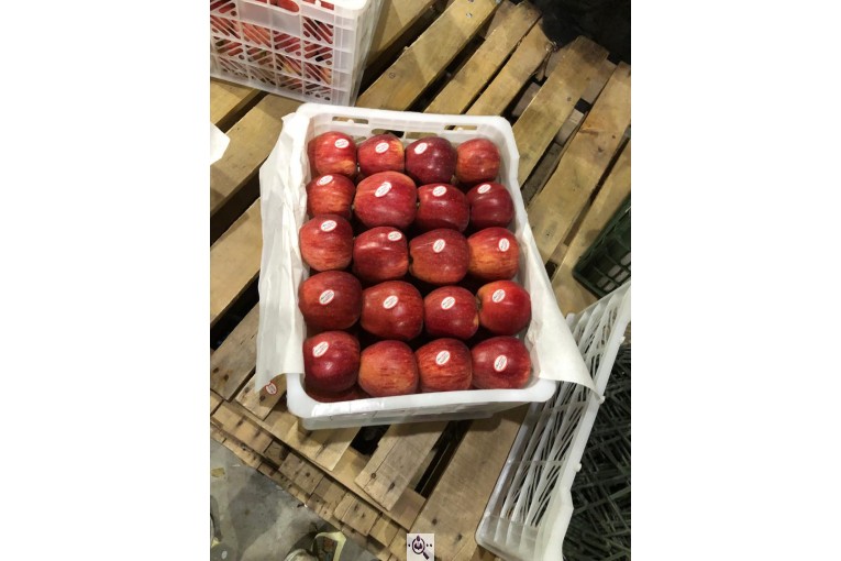 صادرات سیب و میوه تره بار در مهاباد