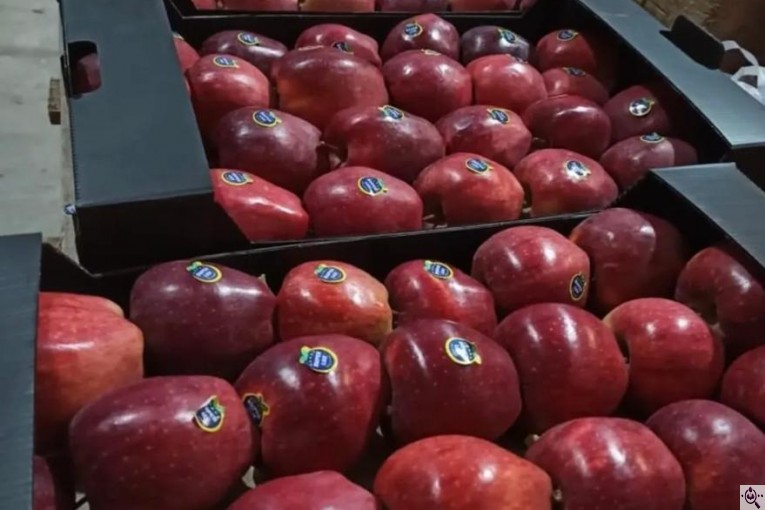 صادرات سیب و میوه تره بار در مهاباد