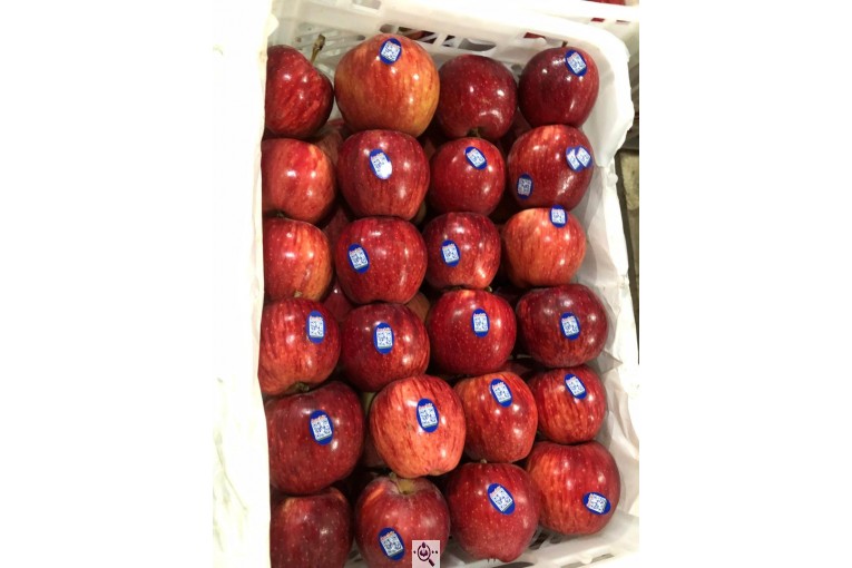 صادرات سیب و میوه تره بار در مهاباد