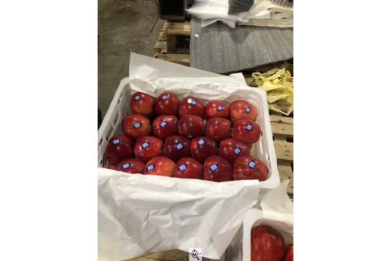 صادرات سیب و میوه تره بار در مهاباد