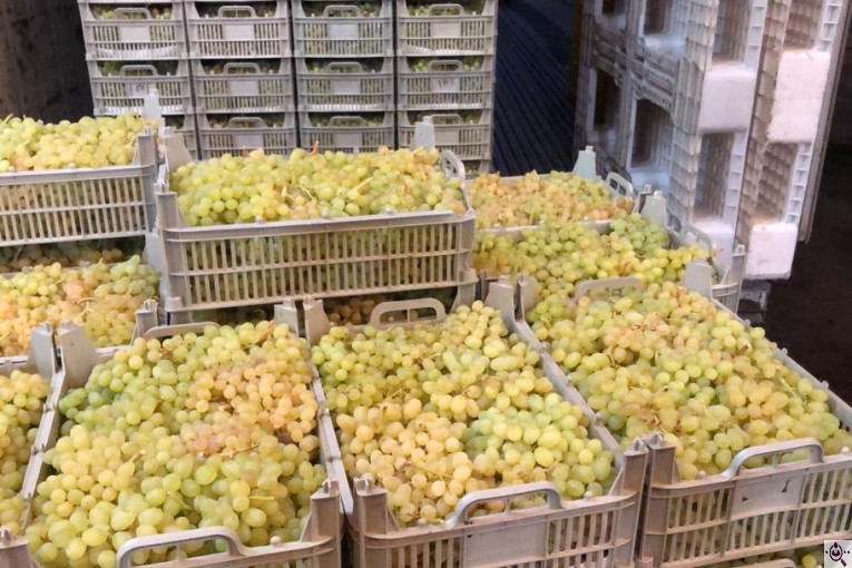 صادرات سیب و میوه تره بار در مهاباد