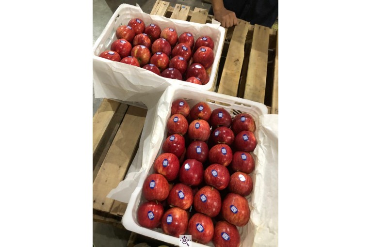 صادرات سیب و میوه تره بار در مهاباد