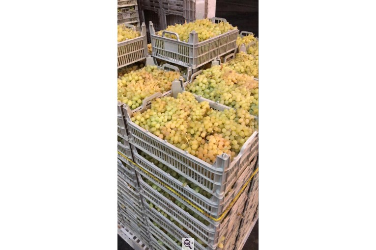 صادرات سیب و میوه تره بار در مهاباد