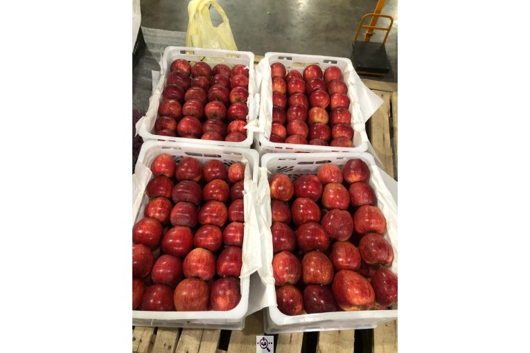 صادرات سیب و میوه تره بار در مهاباد