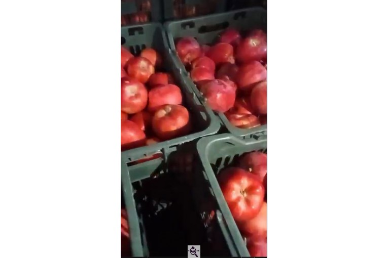 صادرات سیب و میوه تره بار در مهاباد