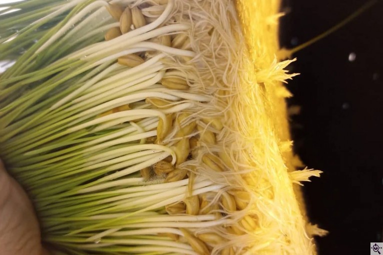 شرکت خوراک دام پیشرو علوفه هیدروپونیک در نسیم شهر