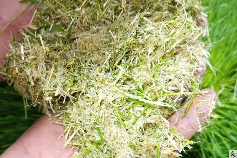 شرکت خوراک دام پیشرو علوفه هیدروپونیک در نسیم شهر