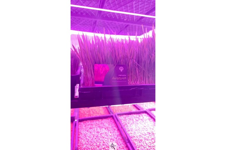 شرکت خوراک دام پیشرو علوفه هیدروپونیک در نسیم شهر