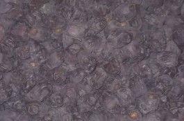 بسته بندی و فروش خرما در سراوان در بلوچستان