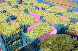 فروش کشمش سبز و آبگیری امیر شجاع در خراسان رضوی